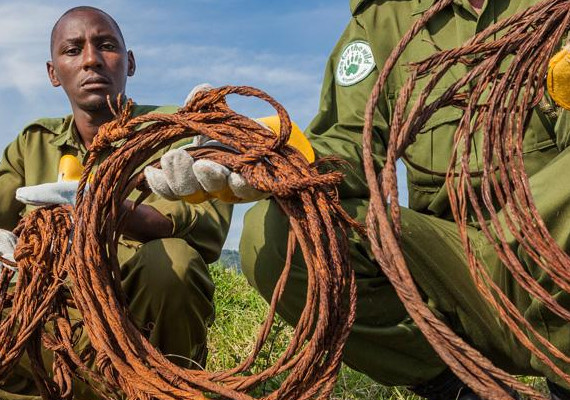 In addition to tracking the gorilla groups through the park, rangers also focus on preventing poaching of antelope and other resources from the protected habitat. Teams gather data regarding the illegal activity within park boundaries.
